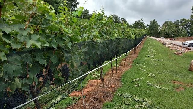 Serenity Cellars