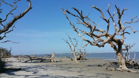 Driftwood Beach