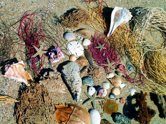 Tybee Beach Ecology Trips