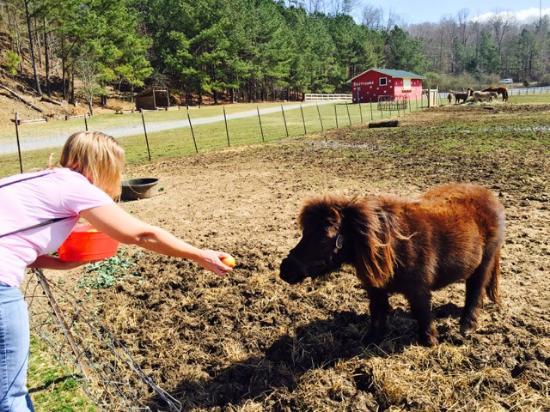 Build an Ark Animal Rescue