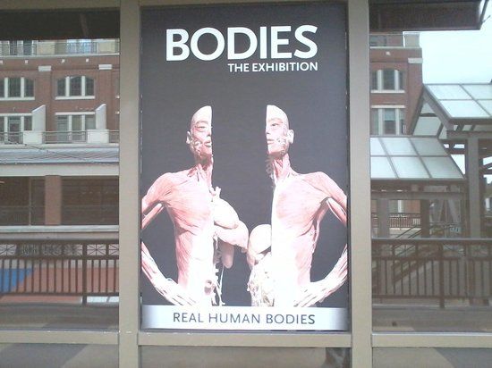 Bodies The Exhibition