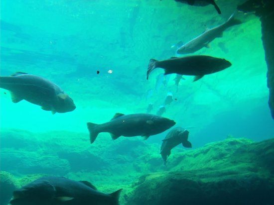 Flint RiverQuarium