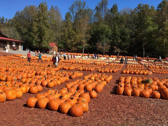 Burt's Farm