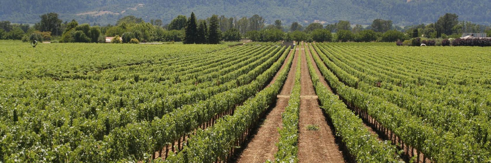 Yonah Mountain Vineyards